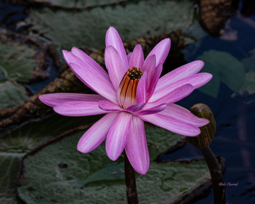 photo of Water Lily