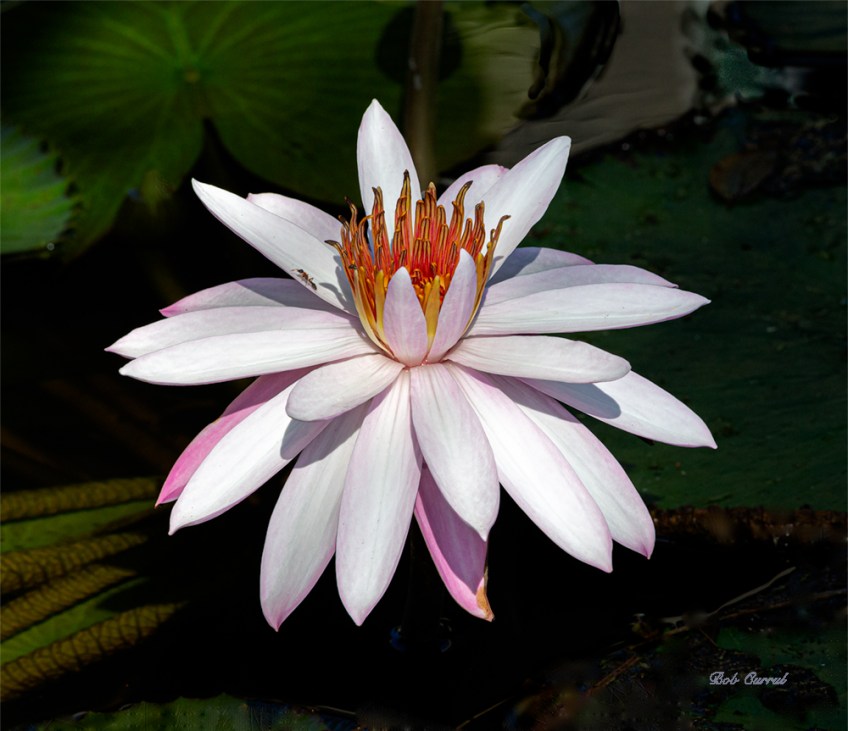 photo of Water Lily