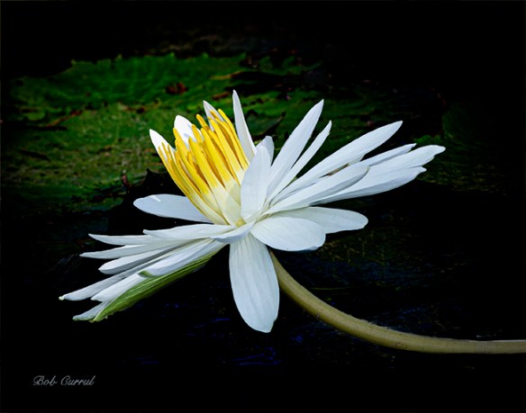 photo of Water Lily