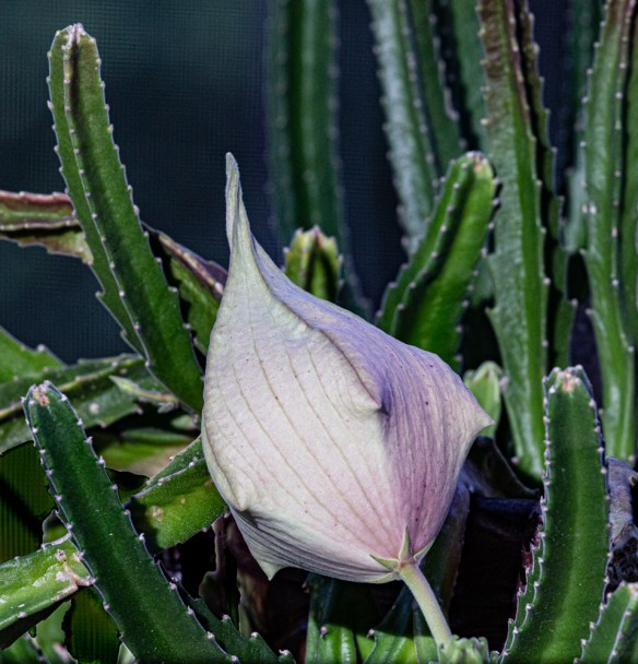 photo of Starfish Cactus Bud