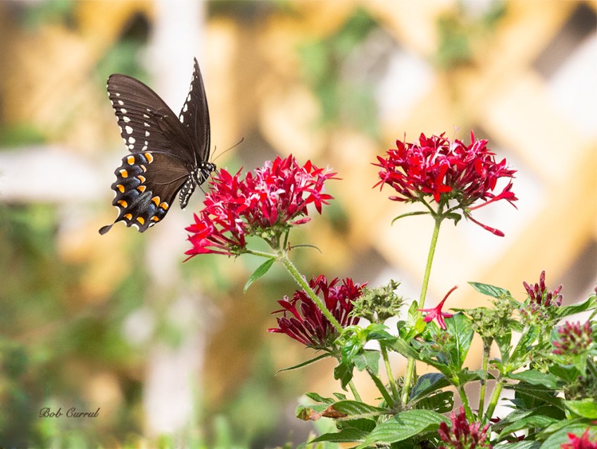 photo of Swallowtail on Pentas