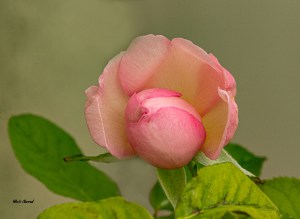 photograph of blooming rose