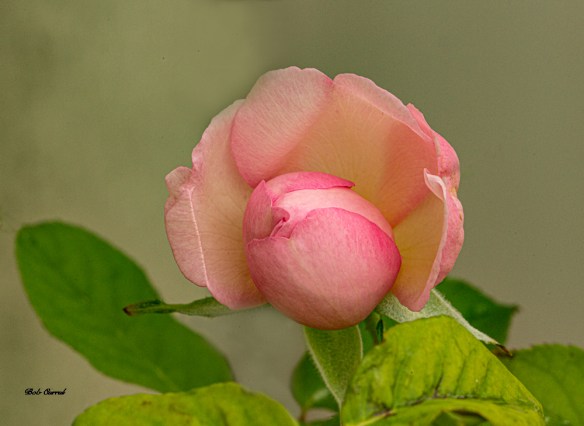 photograph of blooming rose